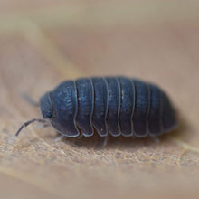 Load image into Gallery viewer, Cubaris murina 'Little Sea' Isopods