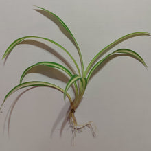 Load image into Gallery viewer, Chlorophytum comosum 'Spider Plant'