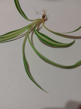 Load image into Gallery viewer, Chlorophytum comosum 'Spider Plant'