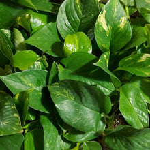 Load image into Gallery viewer, Epipremnum aureum 'Golden Pothos'