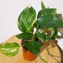 Load image into Gallery viewer, Epipremnum aureum 'Golden Pothos'