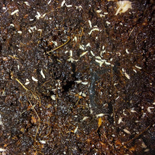 Load image into Gallery viewer, Collembola 'Party Mix'