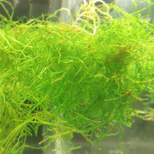 Load image into Gallery viewer, Vesicularia dubyana ‘Java Moss'