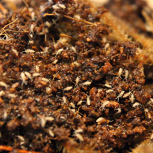 Load image into Gallery viewer, Sinella curviseta 'Tropical Pink' Springtails