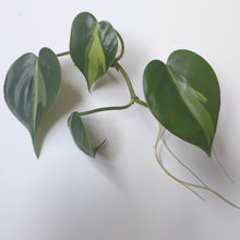 Load image into Gallery viewer, Philodendron hederaceum 'Brasil'