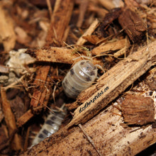 Load image into Gallery viewer, Porcellio laevis 'Dairy Cow' Isopods
