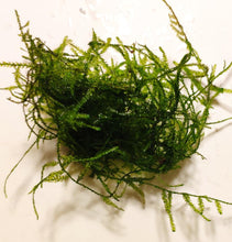 Load image into Gallery viewer, Vesicularia dubyana ‘Java Moss&#39;
