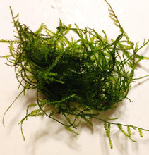 Load image into Gallery viewer, Vesicularia dubyana ‘Java Moss'