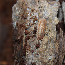 Load image into Gallery viewer, Armadillidium nasatum 'Peach' Isopods