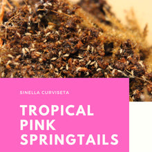 Load image into Gallery viewer, Sinella curviseta 'Tropical Pink' Springtails