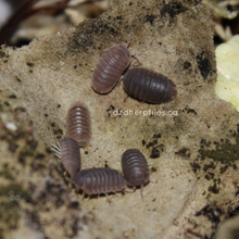 Load image into Gallery viewer, Cubaris murina 'Little Sea' Isopods