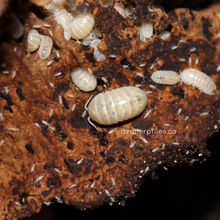 Load image into Gallery viewer, Armadillidium vulgare 'Magic Potion' Isopods