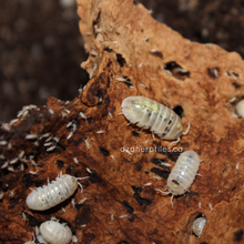 Load image into Gallery viewer, Armadillidium vulgare 'Magic Potion' Isopods