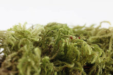 Load image into Gallery viewer, Jurassic Sphagnum Moss

