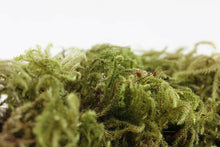 Load image into Gallery viewer, Jurassic Sphagnum Moss