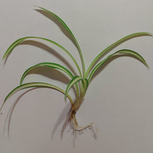 Load image into Gallery viewer, Chlorophytum comosum &#39;Spider Plant&#39;
