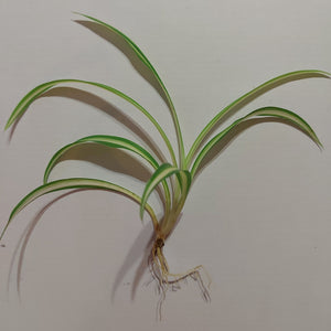 Chlorophytum comosum 'Spider Plant'