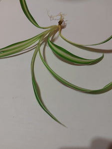 Chlorophytum comosum 'Spider Plant'