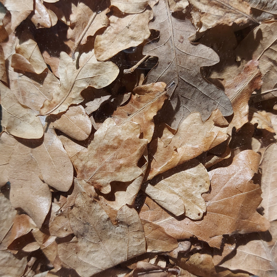 Jurassic Oak Leaf Litter