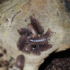 Cylisticus convexus 'Teardrop Roly-Poly' Isopods