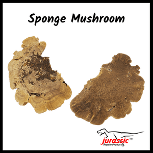 Jurassic Sponge Mushroom