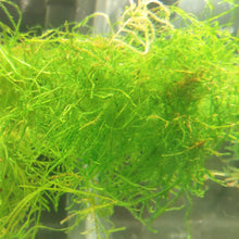 Load image into Gallery viewer, Vesicularia dubyana ‘Java Moss&#39;
