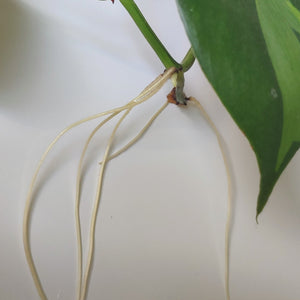 Philodendron hederaceum 'Brasil'