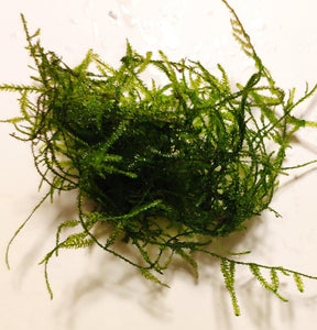 Vesicularia dubyana ‘Java Moss'