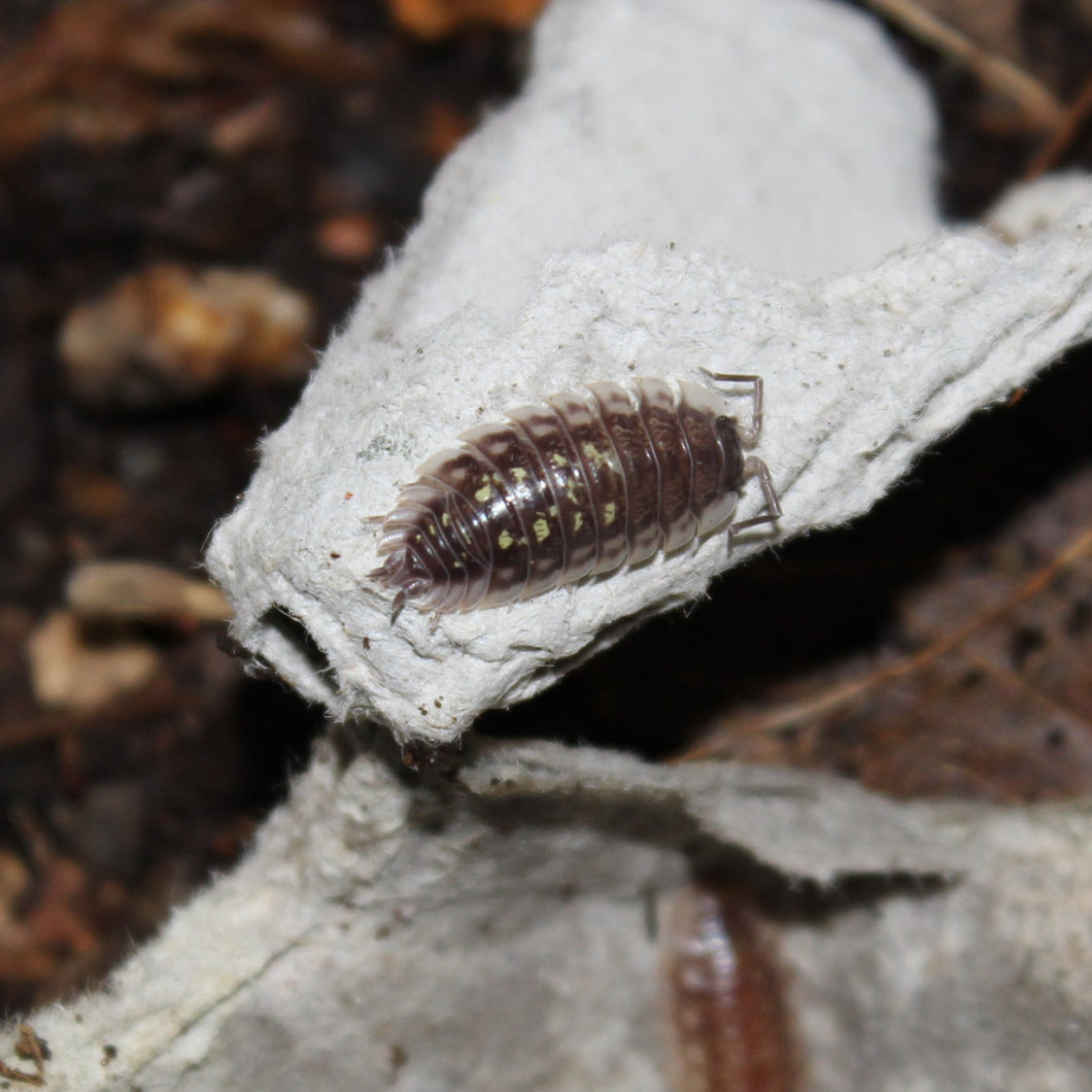 Oniscus asellus 'White Skirted' Isopods
