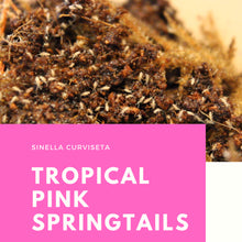 Load image into Gallery viewer, Sinella curviseta &#39;Tropical Pink&#39; Springtails
