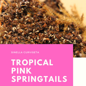 Sinella curviseta 'Tropical Pink' Springtails