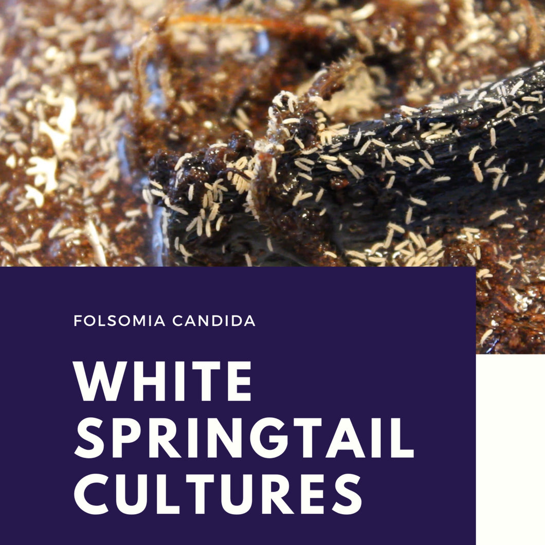 Folsomia candida 'White' Springtails
