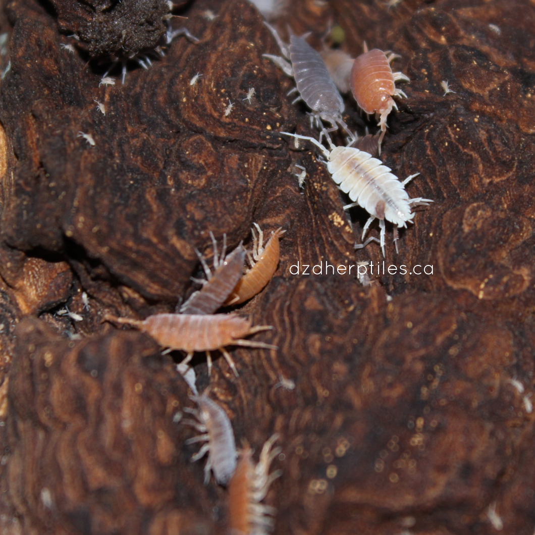 Porcellionides pruinosus 'Party Mix' Isopods