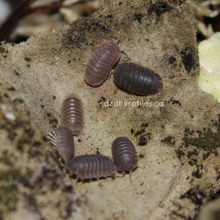 Load image into Gallery viewer, Cubaris murina &#39;Little Sea&#39; Isopods
