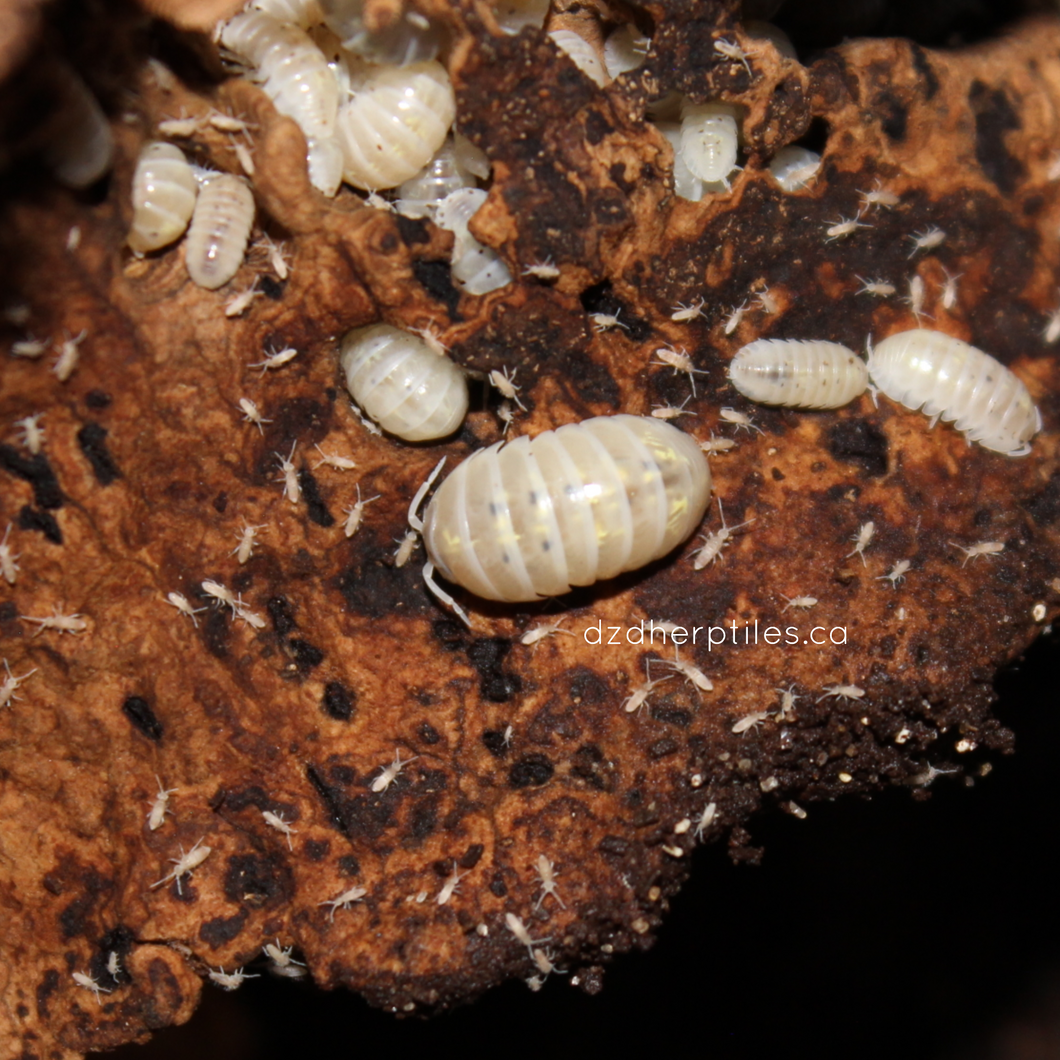Armadillidium vulgare 'Magic Potion' Isopods