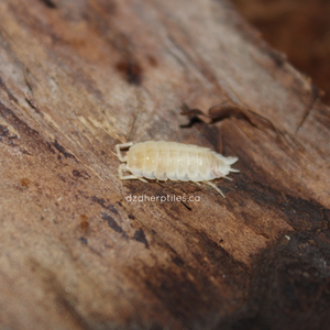 Porcellio Scaber 'White Out' Isopods