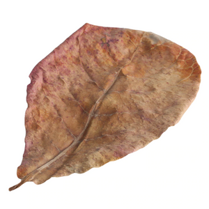 Indian Almond Leaves - Bulk