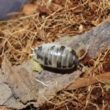 Load image into Gallery viewer, Porcellio laevis &#39;Dairy Cow&#39; Isopods
