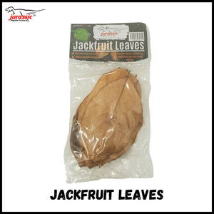 Jurassic Jackfruit Leaf Litter