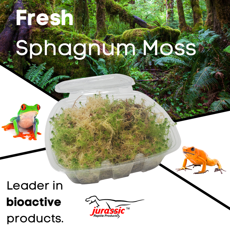 Jurassic Live Sphagnum Moss