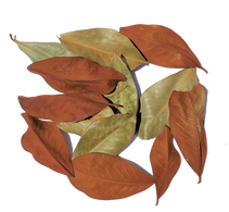 Jurassic Magnolia Leaf Litter