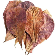 Load image into Gallery viewer, Indian Almond Leaves - Bulk
