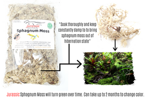 Jurassic Sphagnum Moss